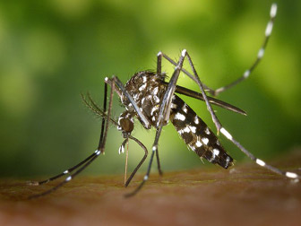 Moustique Aedes vecteur du Zika