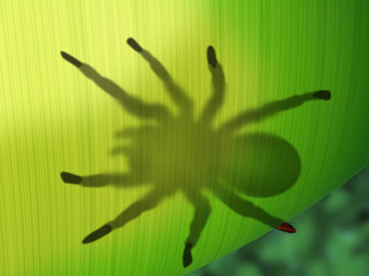 Les araignées en Martinique - Photo de mygale