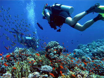 Plonger en Martinique