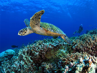 Tortue de mer et plongeurs