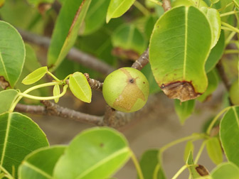 Feuillage et fruit du Mancenillier