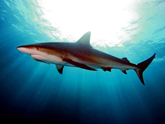 Requin de récif en eau peu profonde