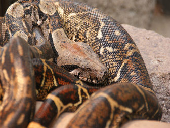Les serpents en Martinique