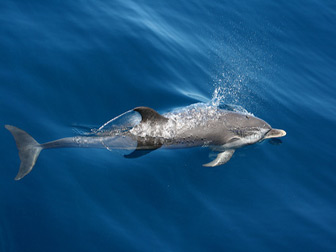 Sortie dauphins en Martinique